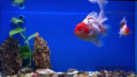 Goldfish kingdom Beautiful oranda-2