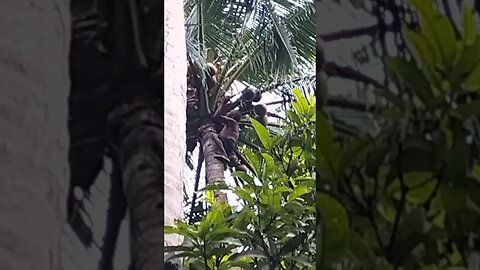 72 year old climbing coconut tree!! almost hit us with coconuts!! #ourfault #boracay #coconut