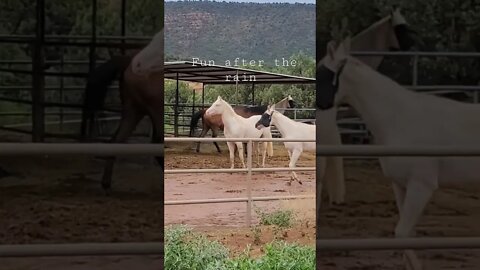 Paladin, Brother,Adonis, and Apollo ..ally boys having fun.. @sedhorsemedicine