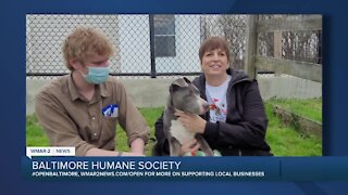 Nala the dog is looking for a new home at the Baltimore Humane Society