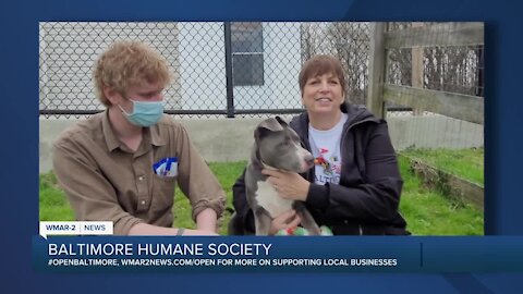 Nala the dog is looking for a new home at the Baltimore Humane Society