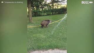 Il se fait courser par son sanglier à l'heure du bain