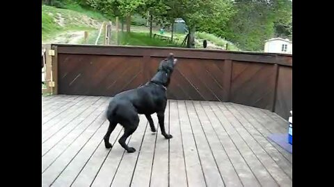 Dog Fan Of Tennis Balls Gets To Chase Them To His Heart's Content