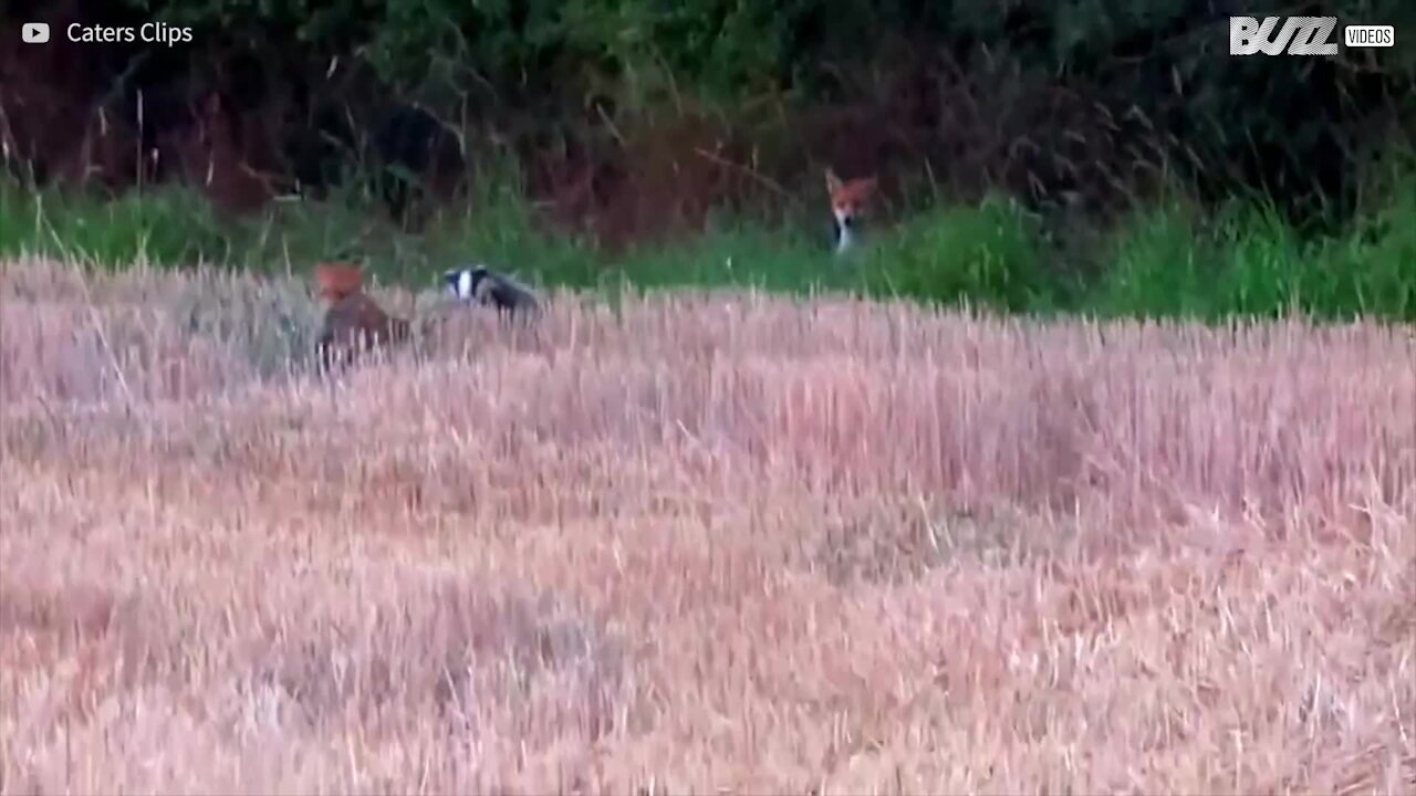 Hai mai visto una volpe e un tasso giocare insieme?