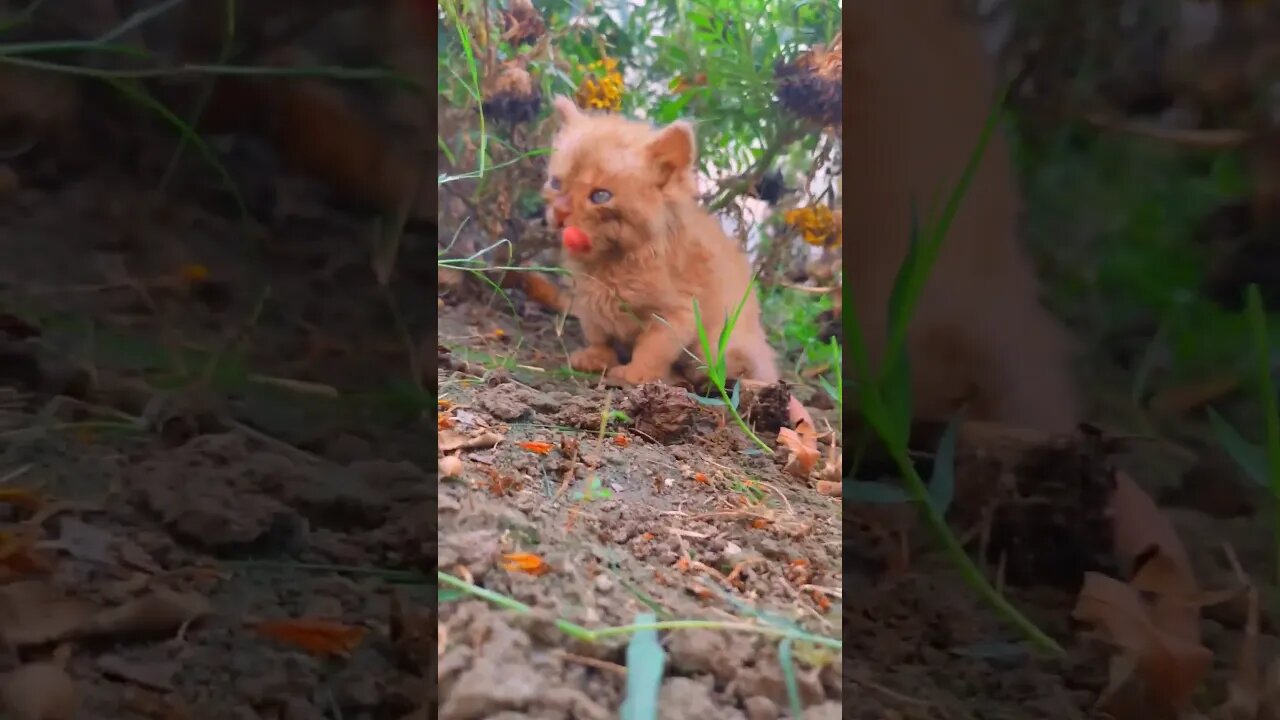 Cute Naughty Cat 😍😺 #cats#catsfunnyvideos#catshorts#catsoftiktok#tiktok#shorts#shortsfeed#cutecat