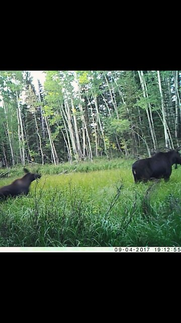 Grand Mesa, Colorado Baby Moose and Mother