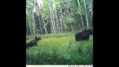 Grand Mesa, Colorado Baby Moose and Mother