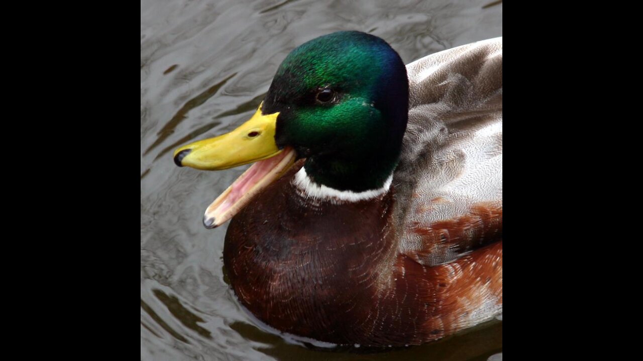 Happy ducks on a pond.