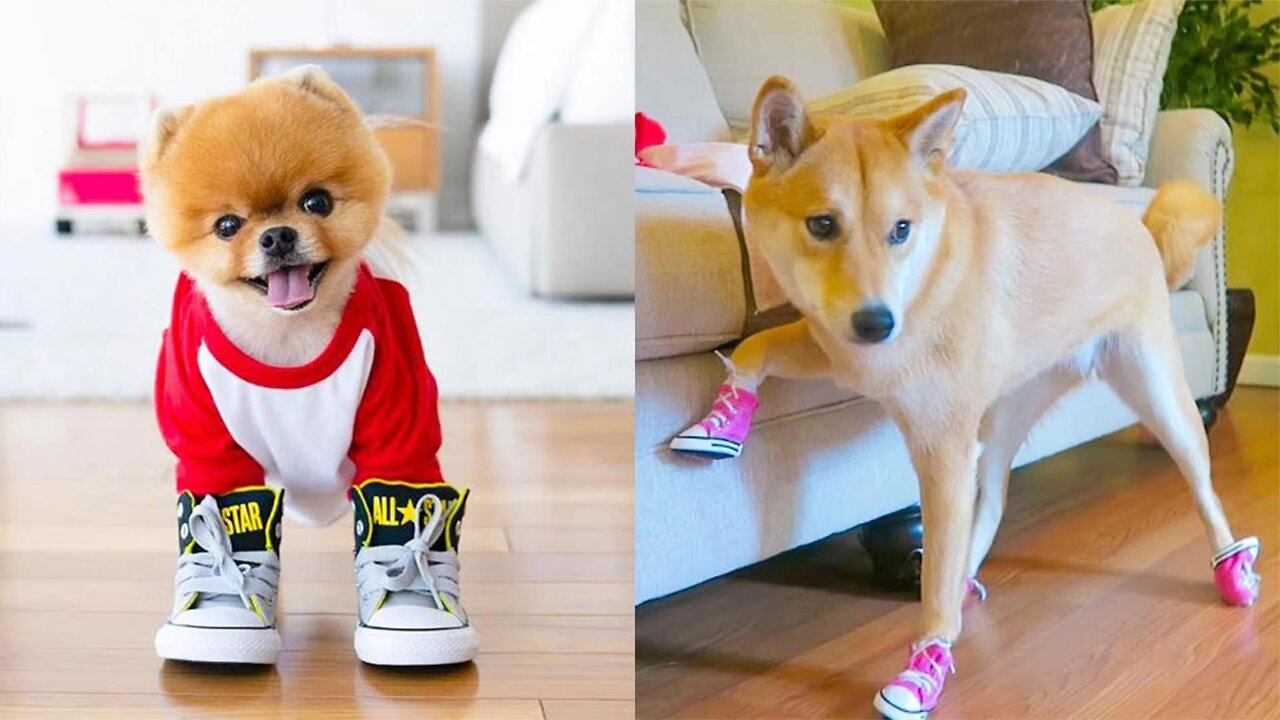 Funny moment when a dog wears dog shoes for the first time! (Dog's reaction)