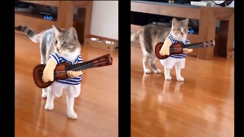 Top Funny Cat 18 violinist Cat playing