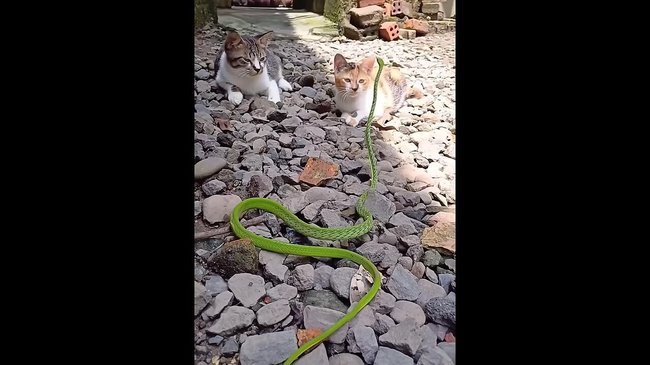 cats fight with green Snake