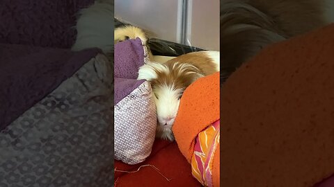 I think my Guinea pig is broken 🤷‍♀️