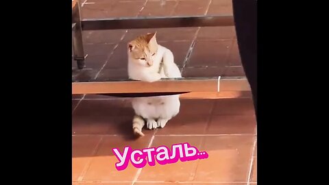 Котик Усталь 😇