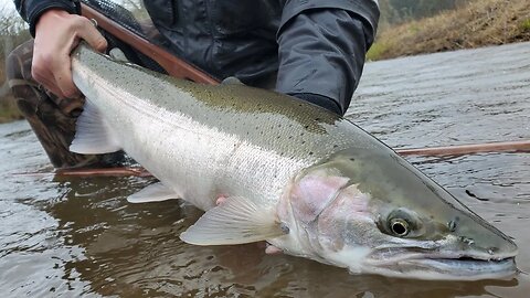 Float Fishing STEELHEAD & Bank Fishing, Tips and Tricks!