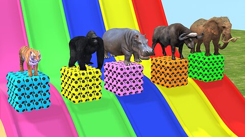 Long Slide Game With Elephant Gorilla Buffalo Hippopotamus Tiger - 3d Animal Game - Funny 3d Animals