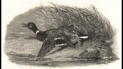 Dead Ducks Don't Flutter