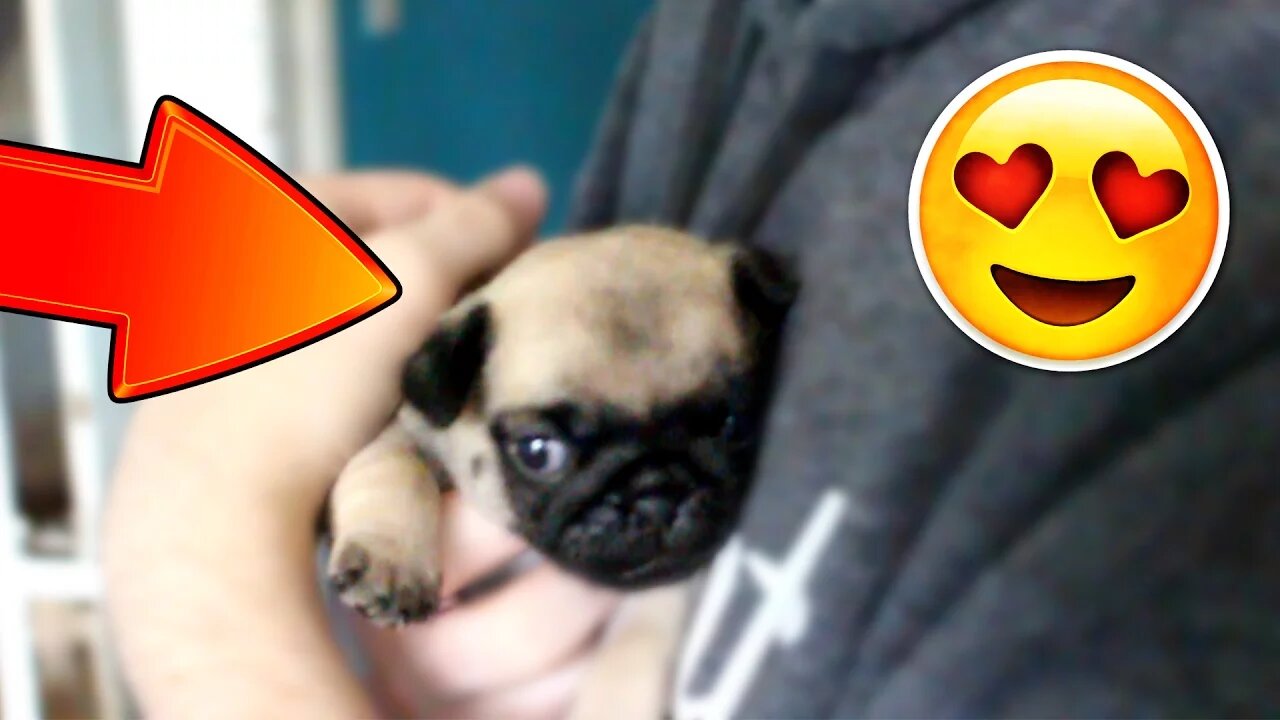 *NEW BORN PUG* I GOT A PUPPY! Meet 'GUS' the 3 Week Old Pug Puppy! This is LITERALLY "PUG PARADISE!"