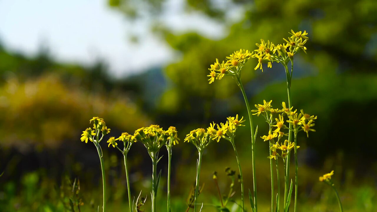 "Guardians of the Grasslands: Protecting Tephroseris integrifolia and Its Ecosystem"