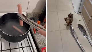 Weiner Dog Gets Nervous When Owner Makes Hot Dogs