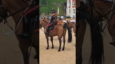 Horse won't stay still #horseguardsparade
