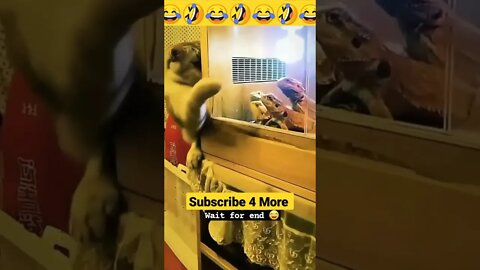 shorts Cat Mimicry youtubeshorts shortvideo viral cat short video funny comedy trending