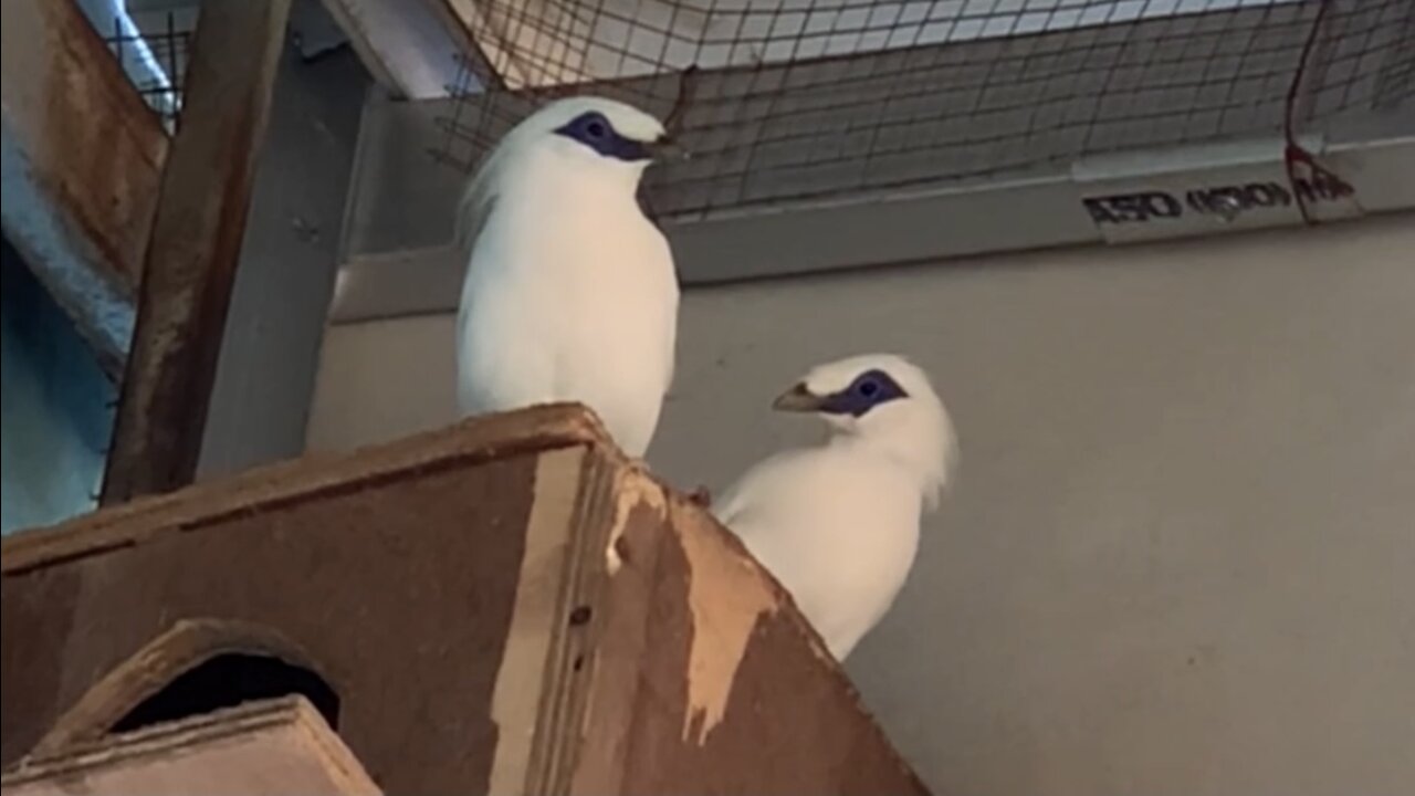 Bali Starling Endemic Bird