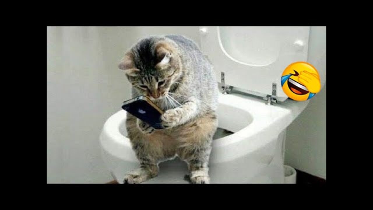 Try Not To Laugh Animals |2022 Funniest Cat Videos In The World | Funny Animal Videos😻😻