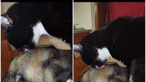 The dog is very lucky because someone love , hug and kiss