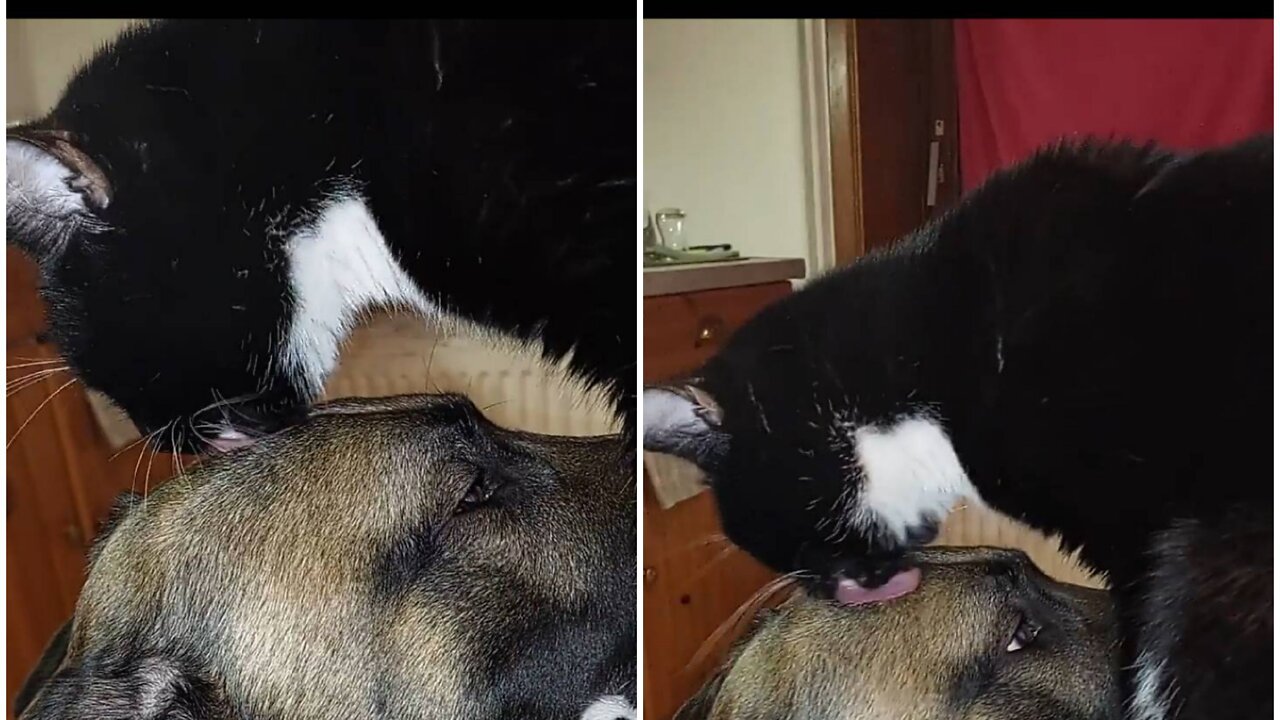 The dog is very lucky because someone love , hug and kiss