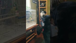 Rottweiler Guards Her Budgie 😍 #rottweiler #shorts