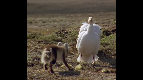 The duck 🦆 fight witht the fox 🦊 to save her child 🧒