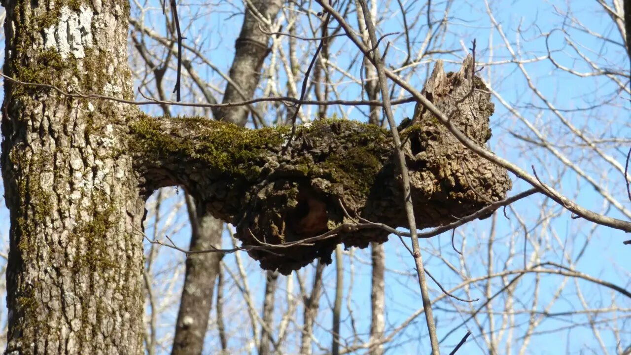 Oak Mountain State Park Hike In Late Winter. Slideshow.