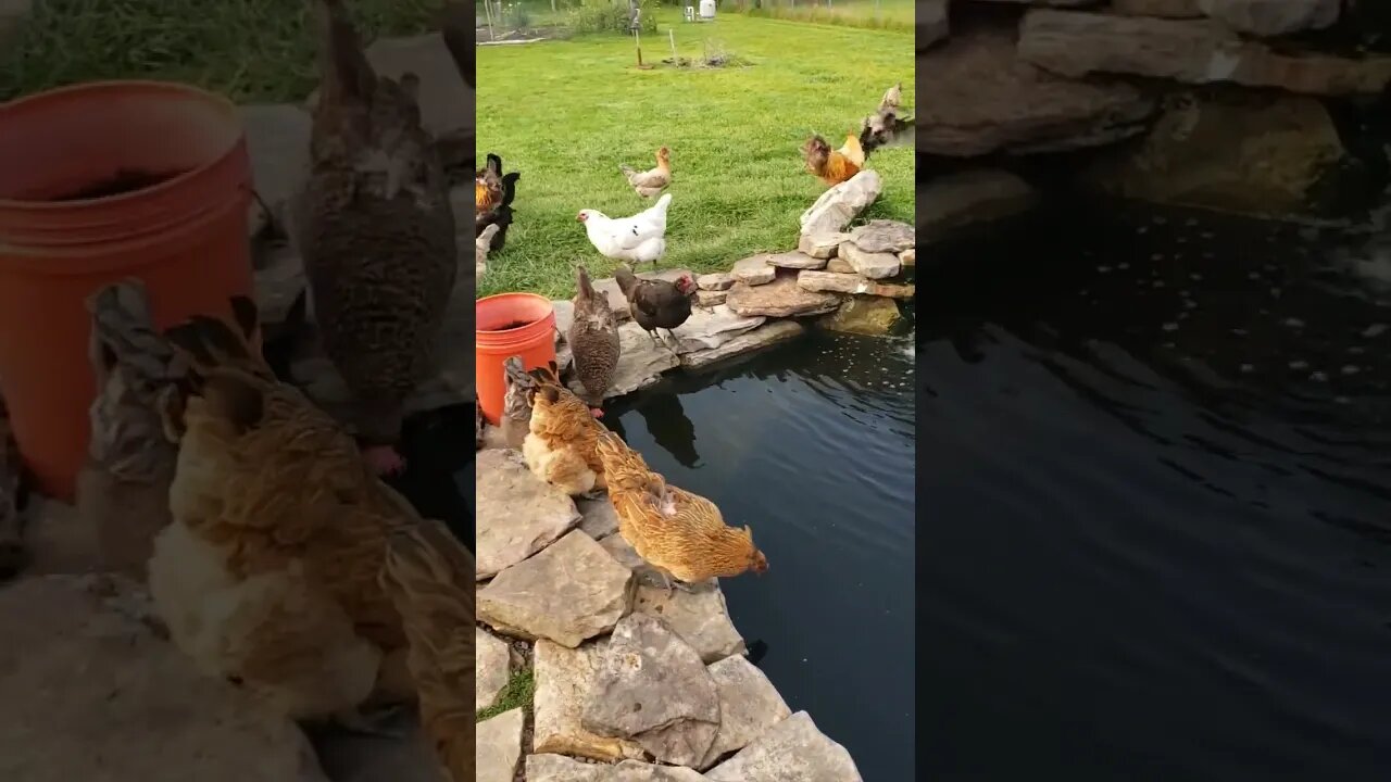 Thirsty Hens Around The Catfish Pond #homesteading #chickens