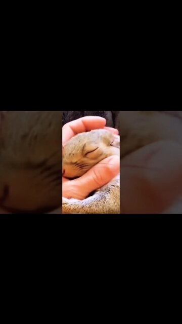 Cuddle time.. 😊 #shorts