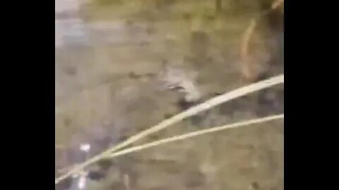 birb flying under water
