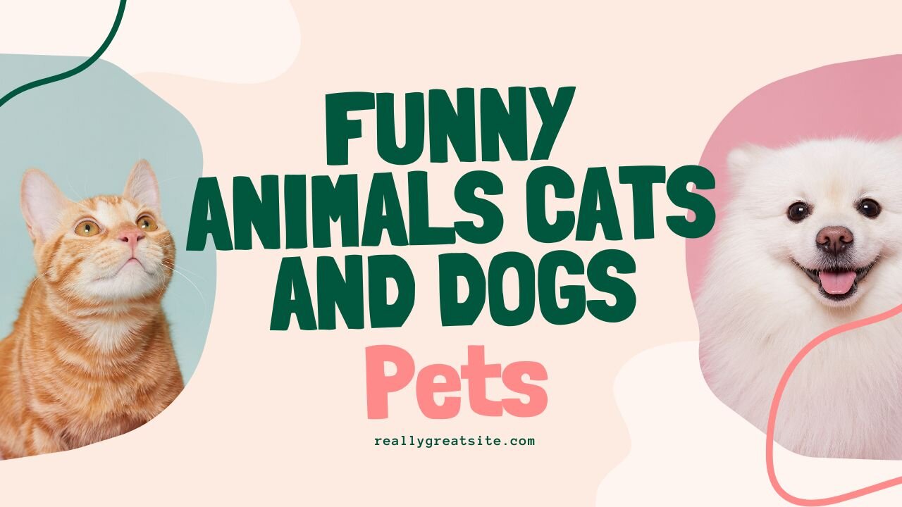 New Funny Animals 😂 Funniest Cats and Dogs Videos...