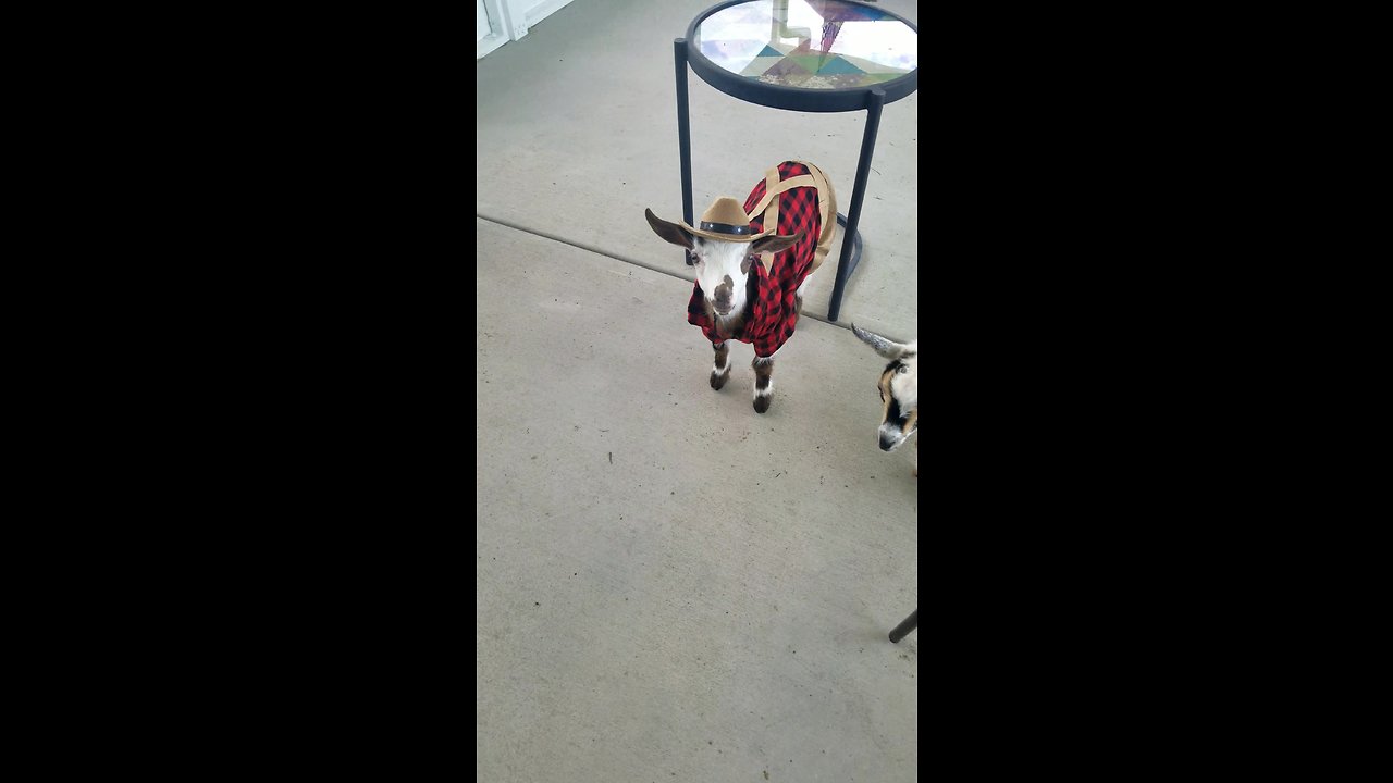 Baby goat shows off his adorable outfit