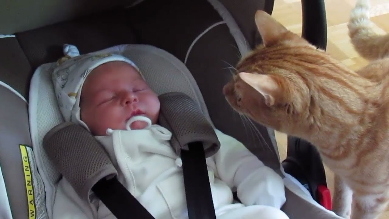 Cats Metting Babies for the First Time! Cute