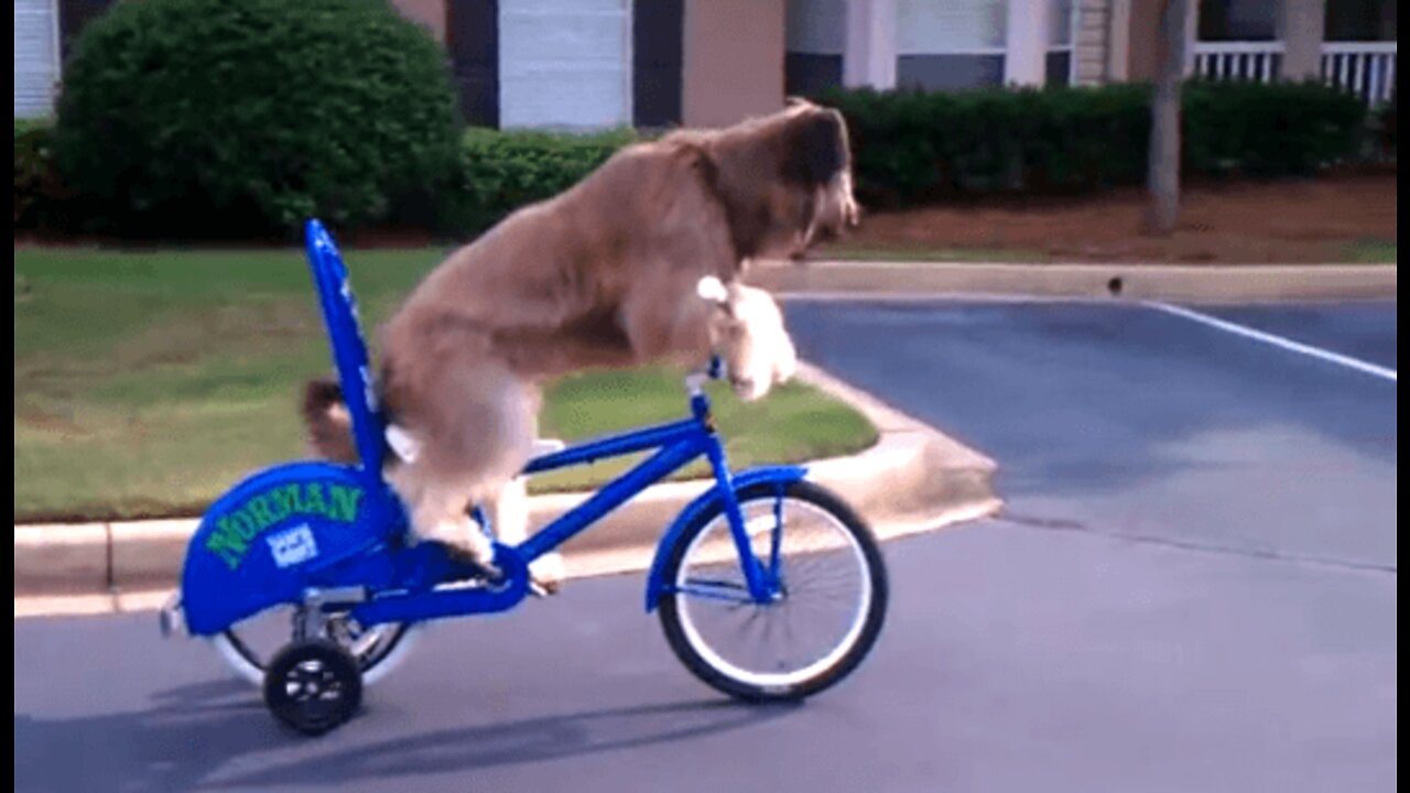 Famous bike riding dog