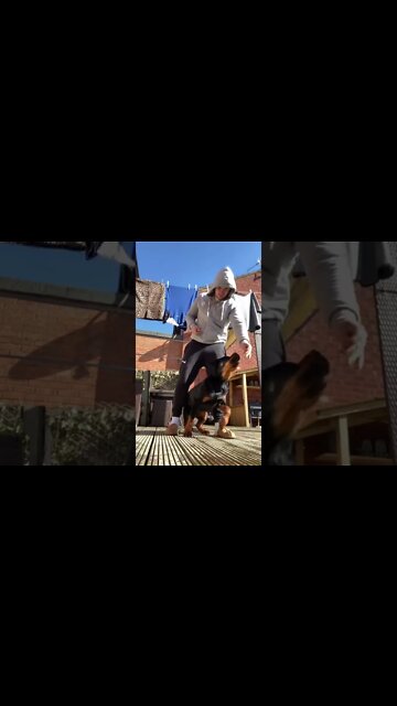 Awesome Rottweiler Puppy Training 👌 #Shorts #rottweiler #dogtraining