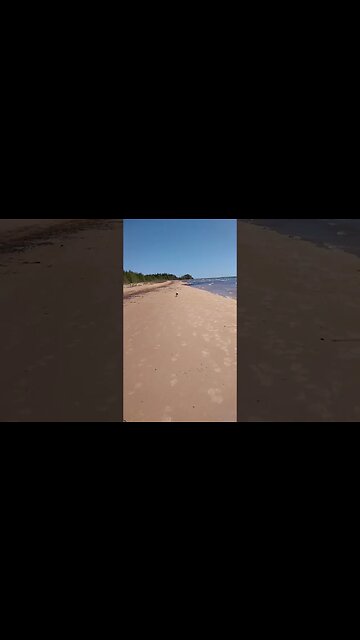 #Distracted #slomo #northernmichigan #puremichigan #shortsvideo #tiktok #doggodoingthings #apollo