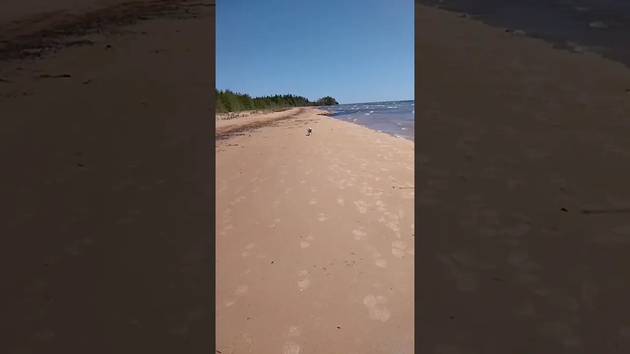 #Distracted #slomo #northernmichigan #puremichigan #shortsvideo #tiktok #doggodoingthings #apollo