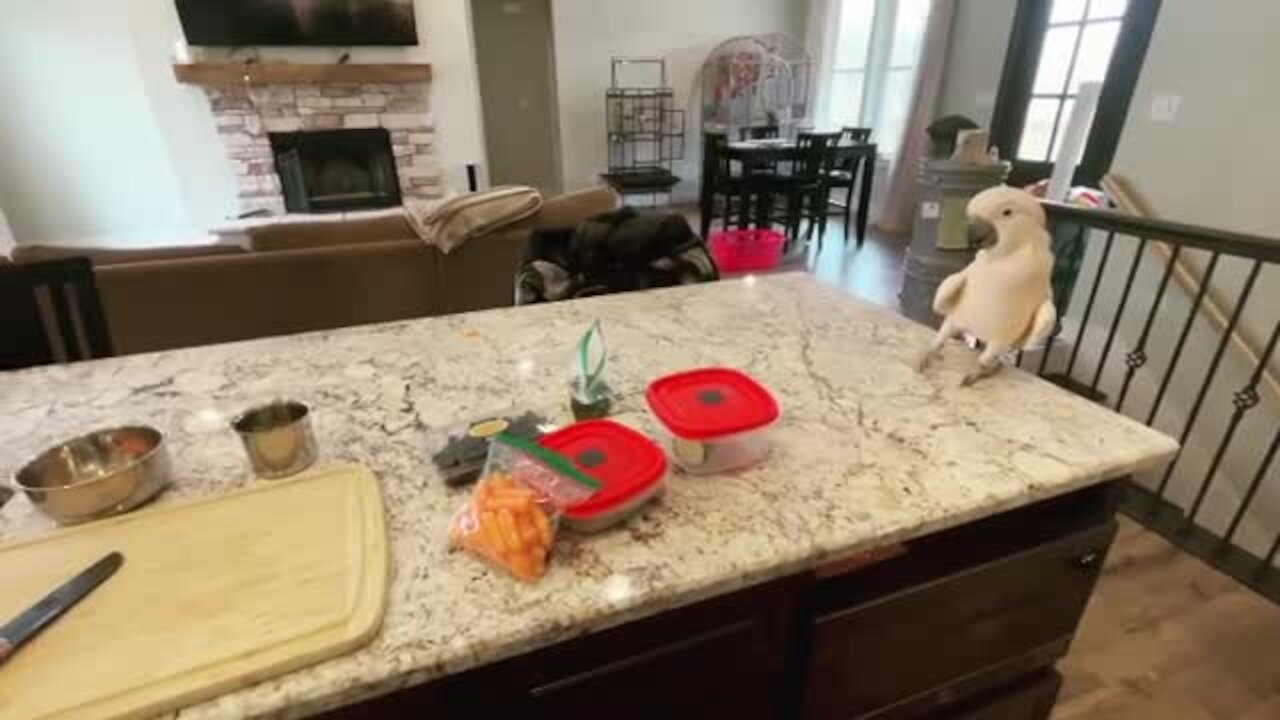 Cockatoo realizes it's lunch time, starts jumping for joy