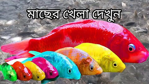 মাছের খেলা | Amazing Hand Fishing