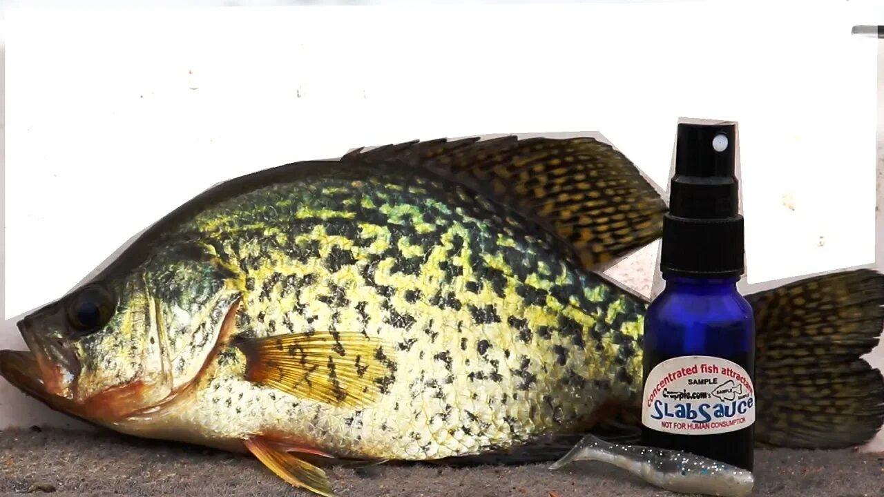 Why you NEED scent Fishing for Crappie (It always Works) EP.6 30 day challenge