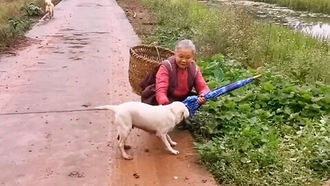 这条狗，看到奶奶提着东西太累，它二话不说用嘴叼起来就往家里跑