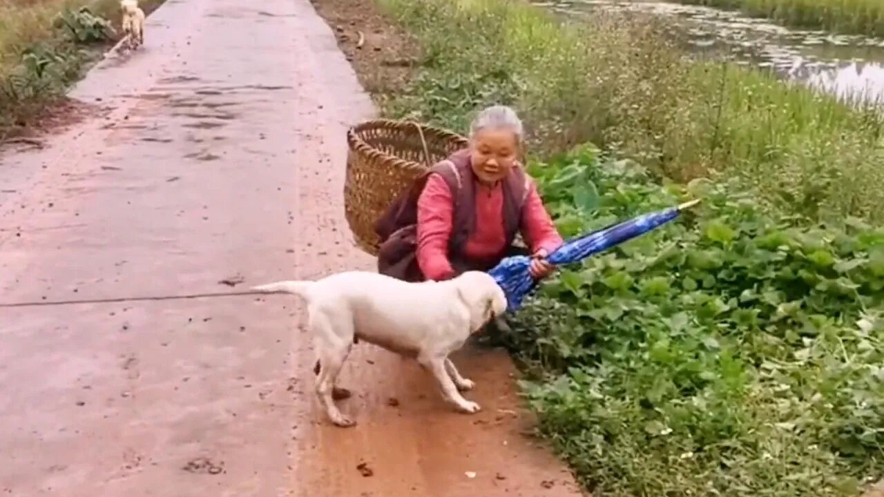 这条狗,看到奶奶提着东西太累,它二话不说用嘴叼起来就往家里跑
