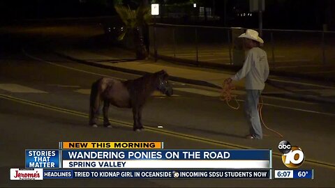 Ponies wander onto Spring Valley street