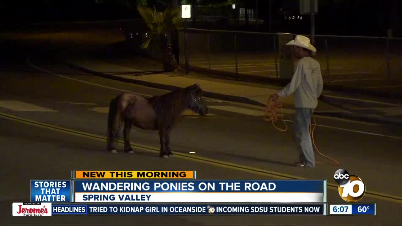 Ponies wander onto Spring Valley street