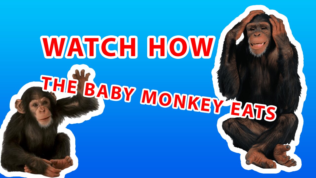 Watch the monkey how it eats